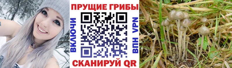 Купить закладки  Тольятти  Галлюциногенные грибы ЛСД 